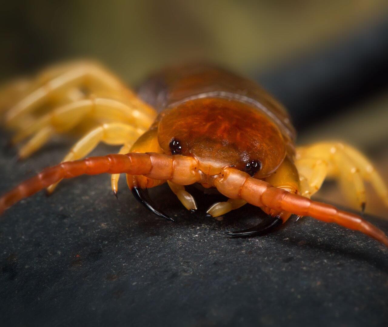 habitatcentipede 3 interior
