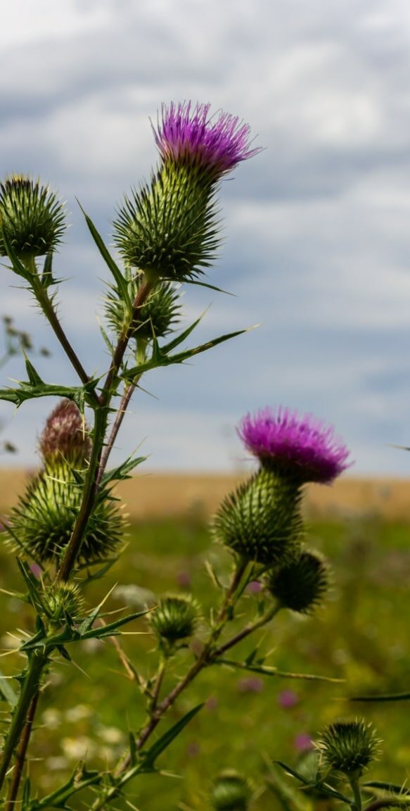 habitat thistle interior 1