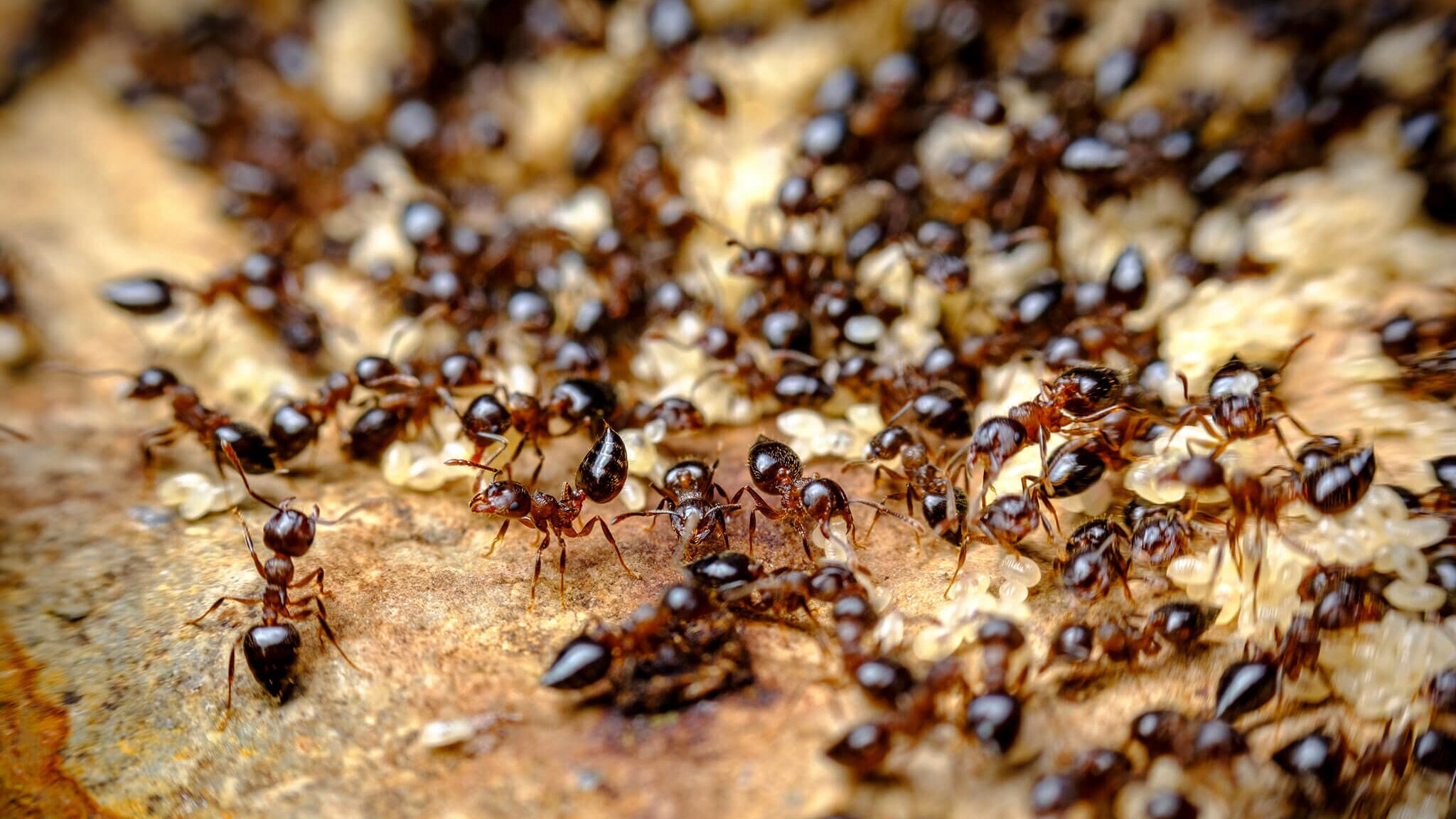 habitat hero insects ants ant colony